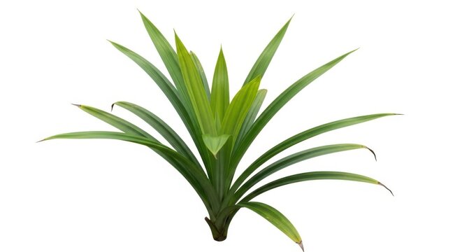 Fresh Green Pandan Leaves Plant Isolated on White Background