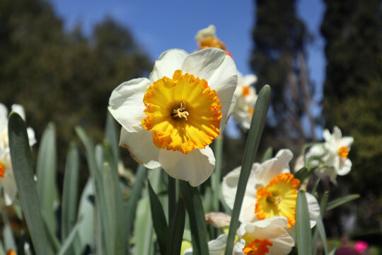 Primo piano di un fiore di narciso bianco con corona centrale arancione e gialla fiorito in giardino sotto il sole primaverile