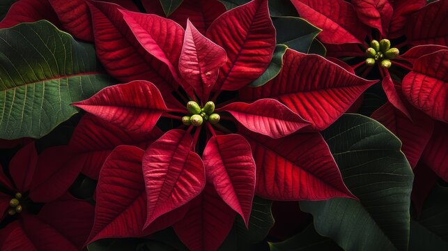 33.Close-up composition of a lush poinsettia cluster, radiant crimson bracts radiating outward, glossy emerald leaves curling gently, subtle shadows enhancing depth, elegant holiday floral aesthetic.