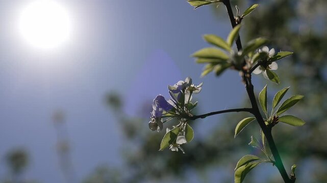 Close-up of blooming pear tree branch with delicate white flowers and fresh green leaves, soft natural light and shallow depth of field. Subtle camera movement creates gentle parallax effect in spring