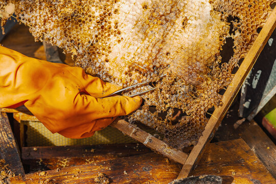 Close-up of a honeycomb with wax moth damage and Varroa mite infestation, illustrating threats