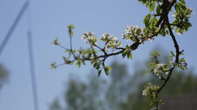 Close-up of blooming pear tree branch with delicate white flowers and fresh green leaves, soft natural light and shallow depth of field. Subtle camera movement creates gentle parallax effect in spring