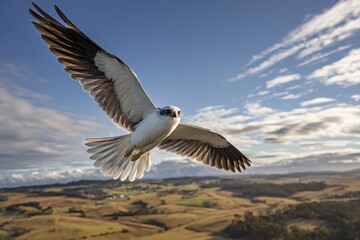 Fototapeta premium Bird of Prey: White-tailed Kite Over Farmland Landscape
