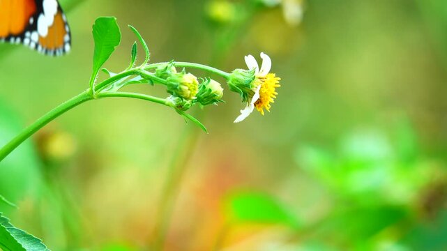Close-up of a butterfly feeding on a small wildflower, showing delicate wings and fine details against a soft green background, capturing calm natural behavior and vibrant outdoor life.