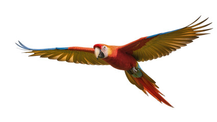 Scarlet macaw parrot with outstretched wings flying, isolated on transparent background © Mia