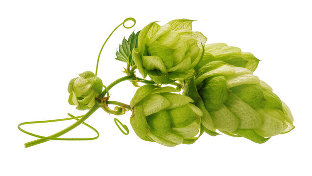 Green hop cones with delicate tendrils, isolated on transparent background