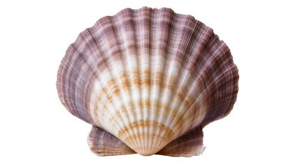 Detailed purple and tan scallop seashell, isolated on transparent background © Mia