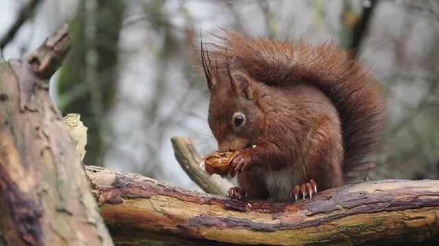 Eurasisches Eichh&ouml;rnchen, Sciurus vulgari