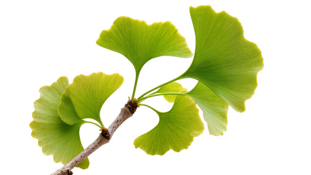 Vibrant green ginkgo biloba leaves on a branch, isolated on transparent background