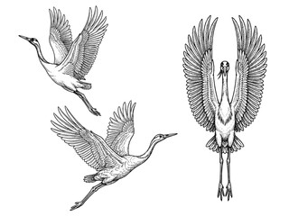 Fototapeta premium Crane Takeoff Engraving