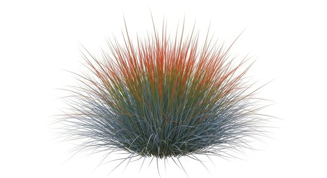 Ornamental Grass Bush with Red and Blue Tones on White Background