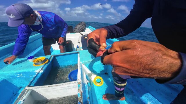 Close-up artisan fishermen selecting fresh sardines from a bait tank and rigging hooks on a blue boat in open sea, showcasing traditional fishing preparation.
