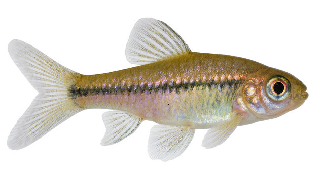 Small golden fish with dark stripe and iridescent scales, isolated on transparent background