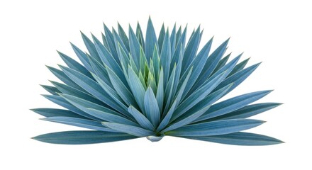 Fototapeta premium Blue Agave Plant Close-Up - Succulent Plant, Desert Flora, Blue-Green Leaves