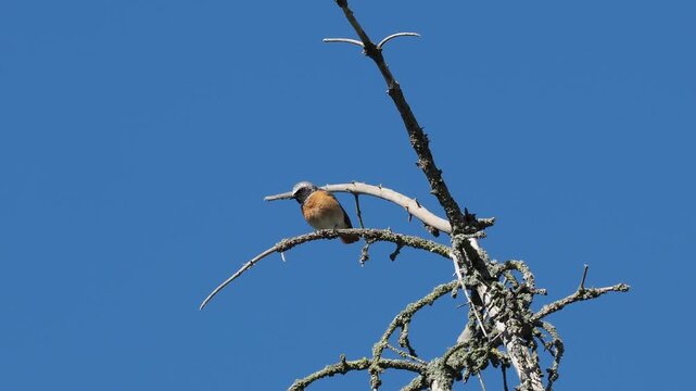 Gartenrotschwanz, Phoenicurus phoenicurus
