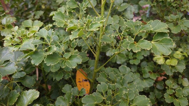 Round leaf Polyscias fruticosa plant in Vietnam, traditional herbal medicine foliage garden natural remedy cultural usage