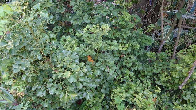 Round leaf Polyscias fruticosa plant in Vietnam, traditional herbal medicine foliage garden natural remedy cultural usage