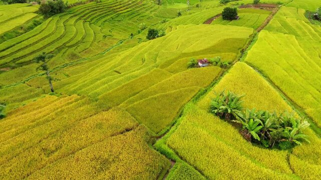 Beautiful morning view in Indonesia, panoramic landscape of rice fields with mountain ranges and clear sky
