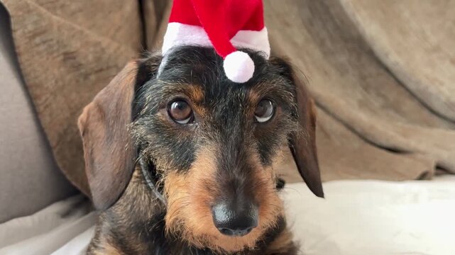 Wire-haired dachshund wearing Santa hat lying on bed at home, cozy Christmas pet portrait, close-up