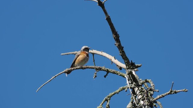 Gartenrotschwanz, Phoenicurus phoenicurus