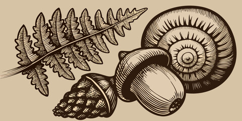 illustration of forest elements with snail acorn pinecone and fern leaf © BelaRani