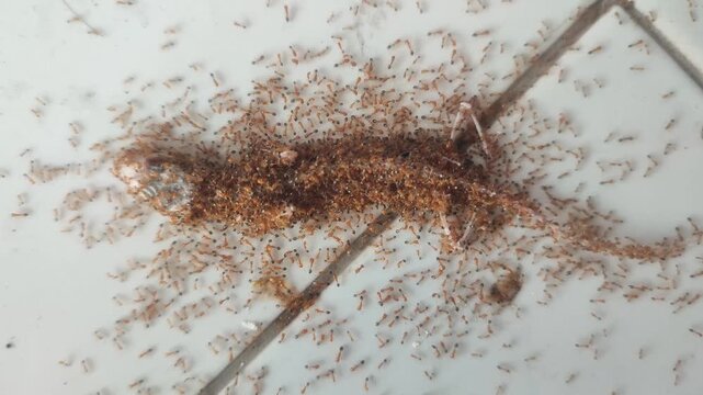 Dead gecko covered in ants on ground, macro wildlife scene showing decay, nature cycle, insect activity on dark natural background.