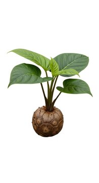 Elephant Foot Yam Plant Growing from Corm (Amorphophallus paeoniifolius) on White Background
