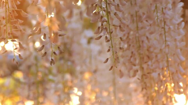 4k 夕日に輝く白藤のアップ（フィクス）2