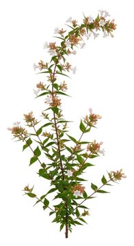 Abelia Grandiflora Shrub Branch with Delicate White and Pink Bell Flowers