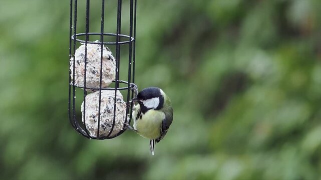 Kohlmeise, Parus major