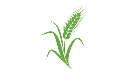 Fototapeta premium Single stalk of green wheat or grain with long leaves isolated on a plain white background for agriculture and food design.