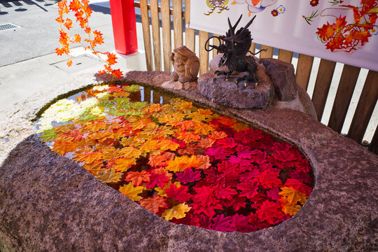 名古屋の別小江神社にて色鮮やかな絵馬と紅葉したもみじの風景