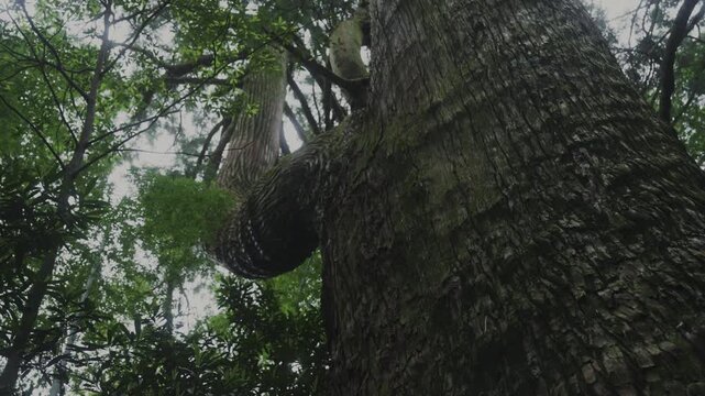 Two-Cut Sequence of an 800-Year-Old Cedar Tree and Moss-Covered Stone Path at Daimonzaka, Kumano Kodo Nakahechi, Nachikatsuura, Wakayama, Japan　世界遺産 熊野古道・中辺路「大門坂の樹齢800年の杉の大木と苔むした石畳の2カット」和歌山県那智勝浦町