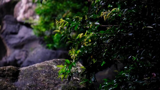 Foliage moving in windy breeze from Tavoro waterfall in Bouma National Heritage Park in Taveuni, Fiji, South Pacific