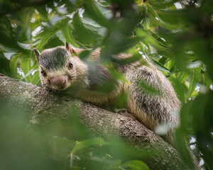 Giant squirrel resting on tree branch in Yala National Park, Sri Lanka © Daniele Tavolini