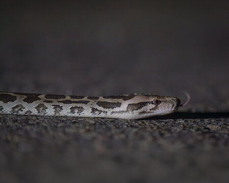 Rock python crawling on road at night in Sri Lanka