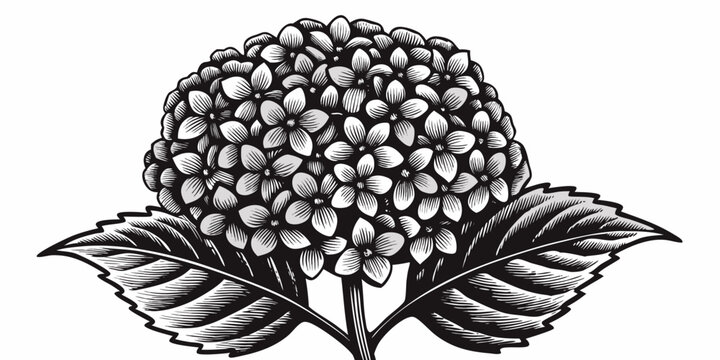 black and white drawing of a hydrangea flower