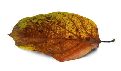 Fototapeta premium Isolated decaying leaf