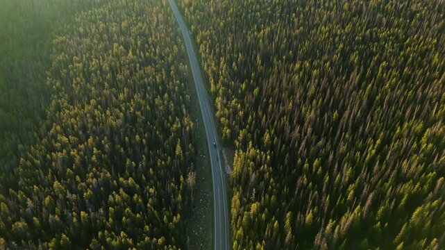 Drone footage captures Beartooth Highway in Montana cutting through vast coniferous forest during golden hour. Sunlight illuminates pine trees as vehicle travels along winding mountain road.