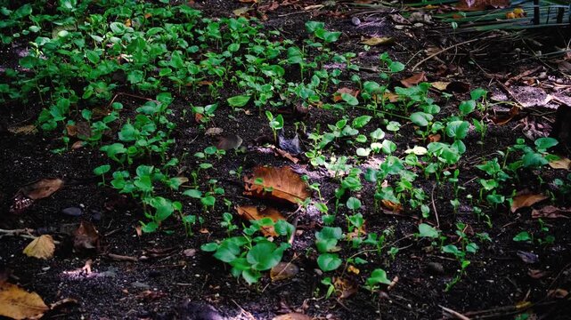 Patch of small kava yaqona plants growing in garden on forest floor in Fiji, South Pacific