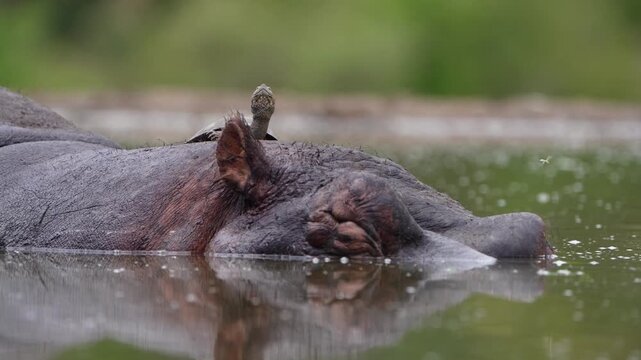 Medium closeup of a terrapin lying on a hippo's back in a small pond with a green blurred background, Greater Kruger.