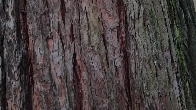 Big ancient sequoia tree in Clusone, Bergamo, Italy