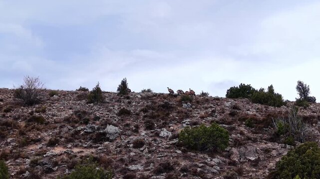 Multiple wild European griffon vultures climbing rocky hillside terrain in Spain, sparse shrubs and overcast sky visible in background