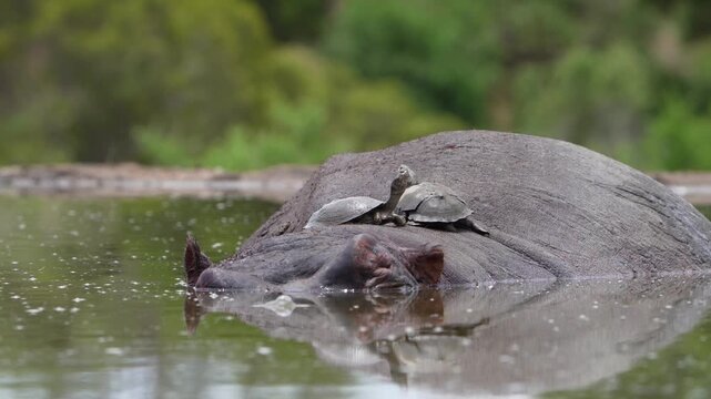 Medium closeup of two terrapins lying on a hippo's back sun basking in a small pond with a green blurred background, Greater Kruger.