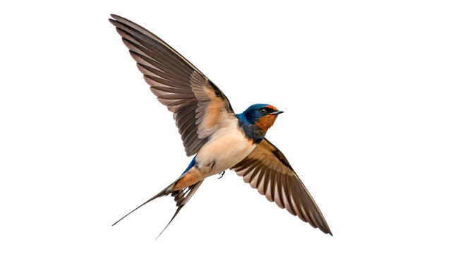 Beautiful common  barn swallow swift bird in flight with wings spread wide against a dark evening sky isolated on transparent background