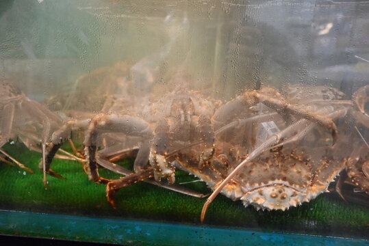 水槽に集まる大型カニと海鮮の存在感 / Large live crabs clustered in a seafood tank
