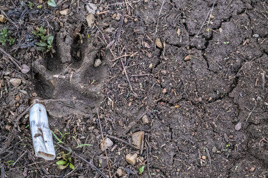Top view on ground with wolf footprint and spent shell casing from hunting cartridge. Shooting of wild wolves in some regions for safety of local population. Copy space