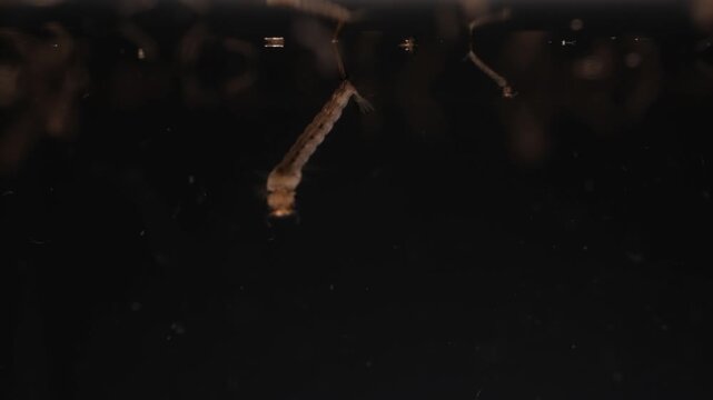 Mosquito Larvae Developing In Stagnant Water Pool 4K Macro Footage