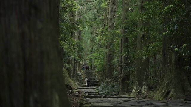 世界遺産 熊野古道 中辺路 大門坂 苔むした石畳｜和歌山県那智勝浦町 Daimonzaka Moss‑Covered Stone Steps, Kumano Kodo Nakahechi, Nachikatsuura, Wakayama, Japan
