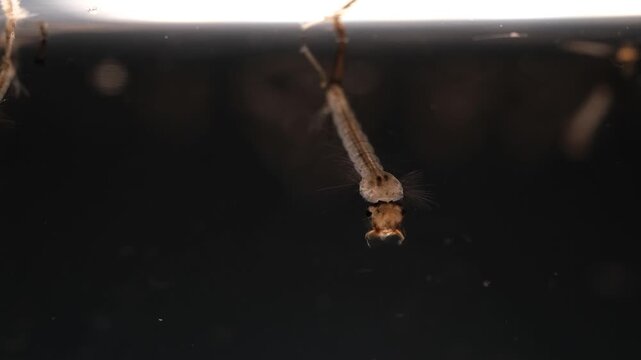 Mosquito Larvae Suspended in Water Displaying Detailed Anatomy Structure
